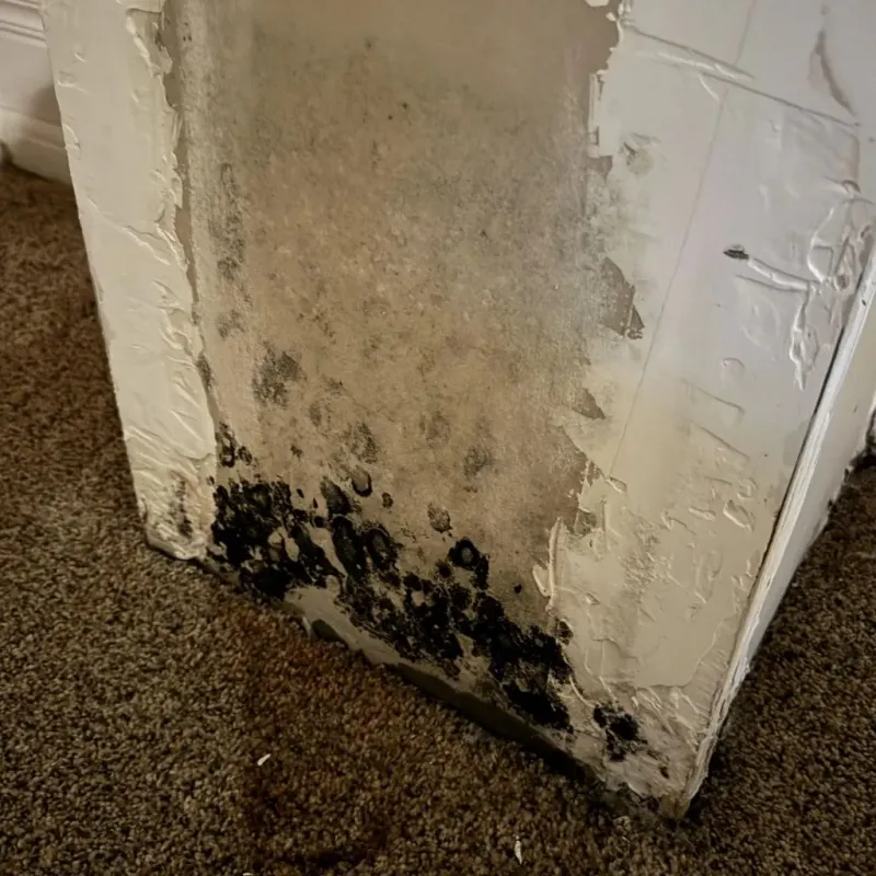 Professional Mold Removal in Kingston, WA